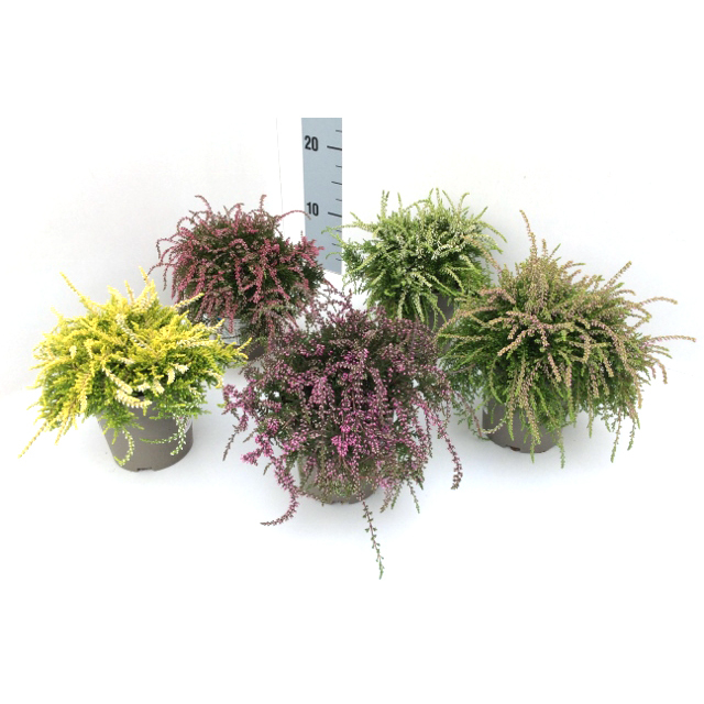 Calluna vulgaris garden girls rasta girls