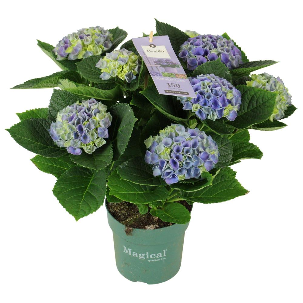 hydrangea