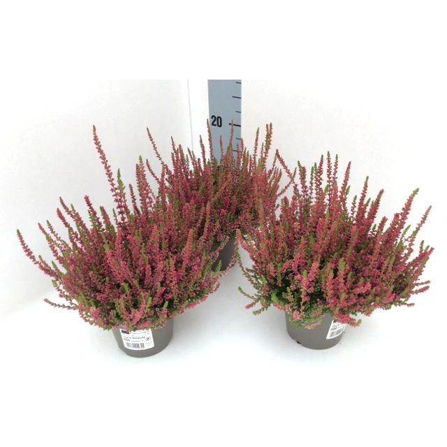 Calluna vulgaris dark beauty