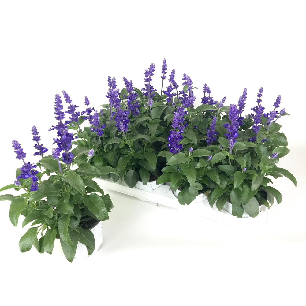 Salvia farinacea sallyfun