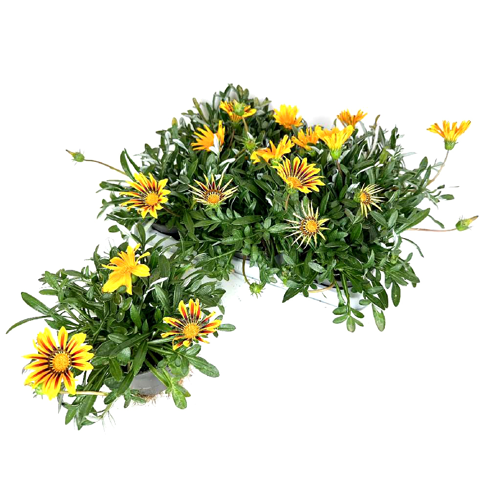 Gazania kiss