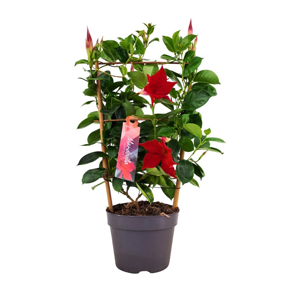 mandevilla-dipladenia