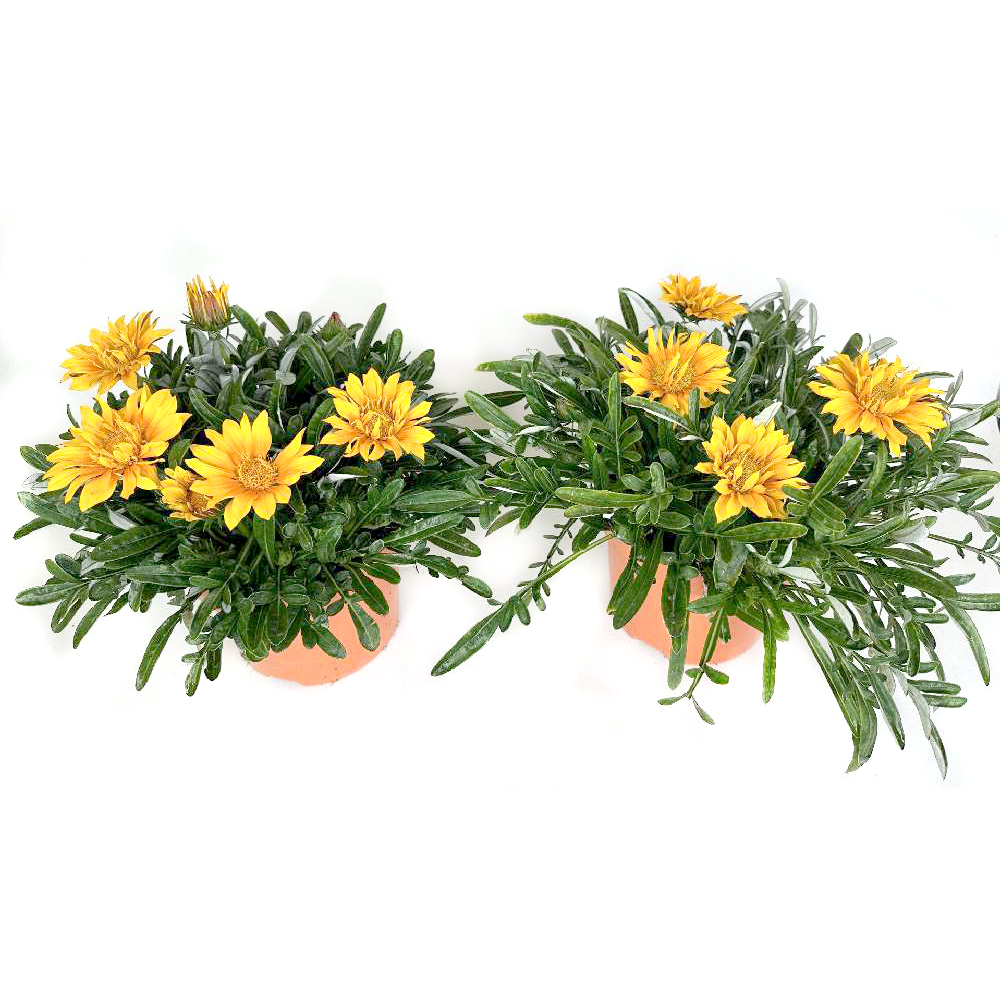 Gazania rigens suncarpet