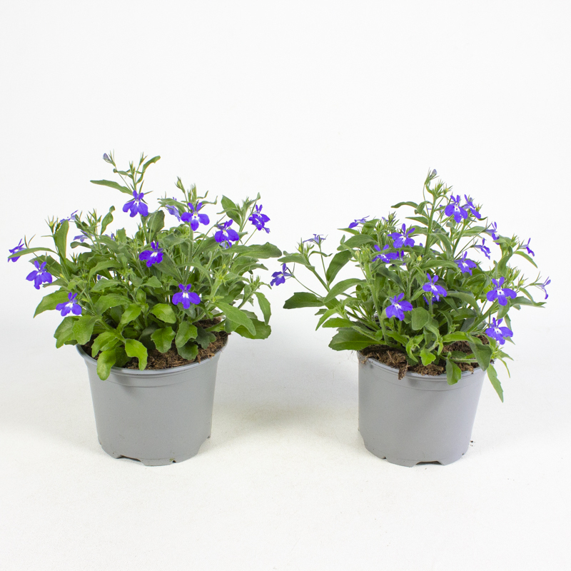 lobelia ricardii