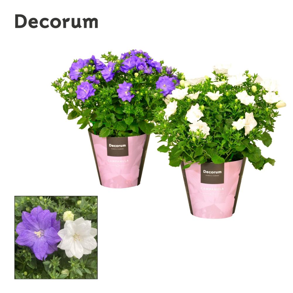campanula