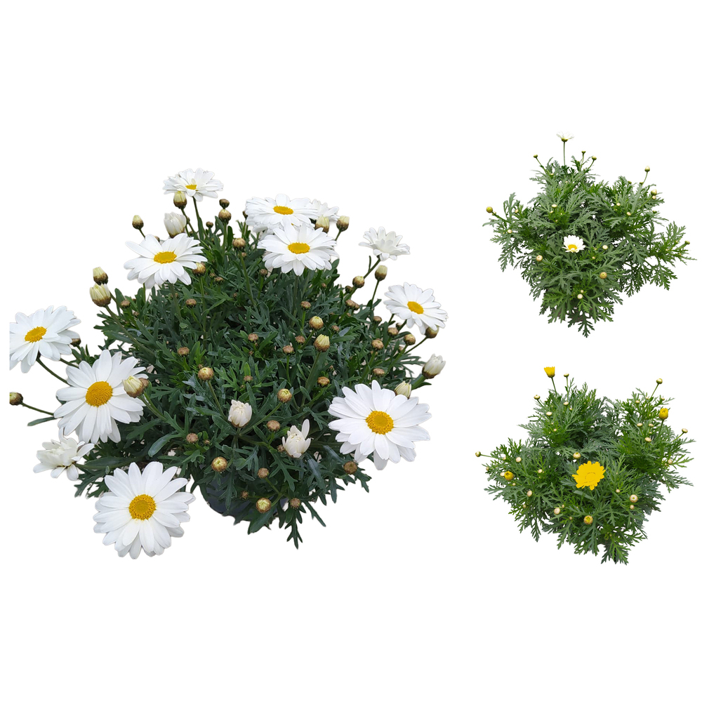 Argyranthemum frutescens