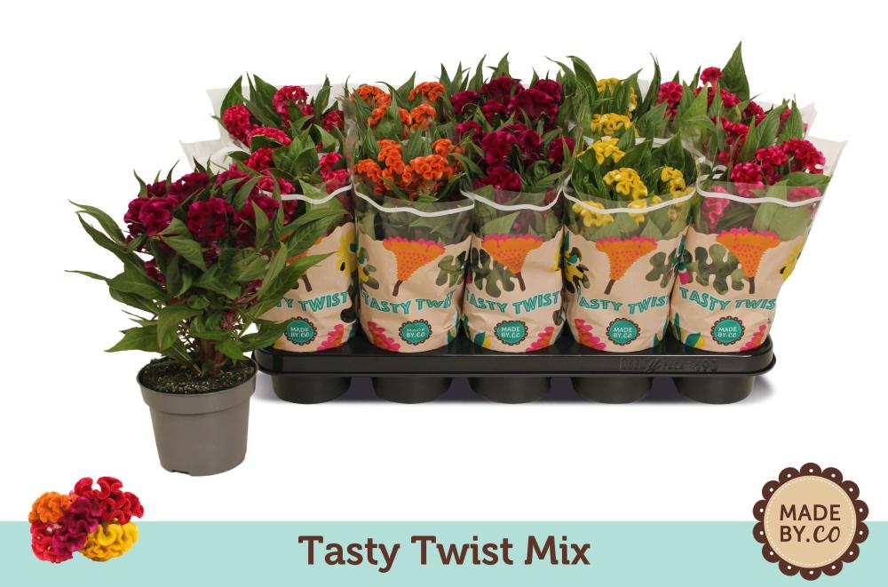 celosia