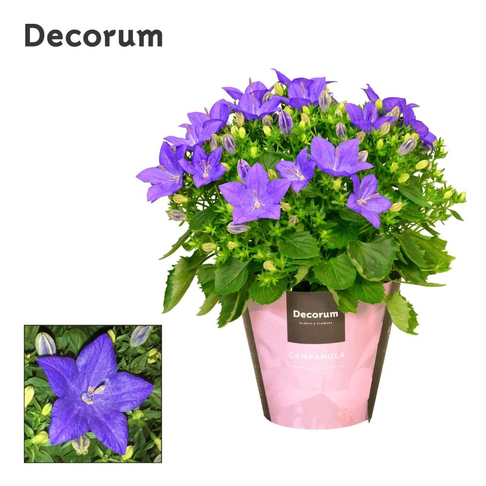 campanula