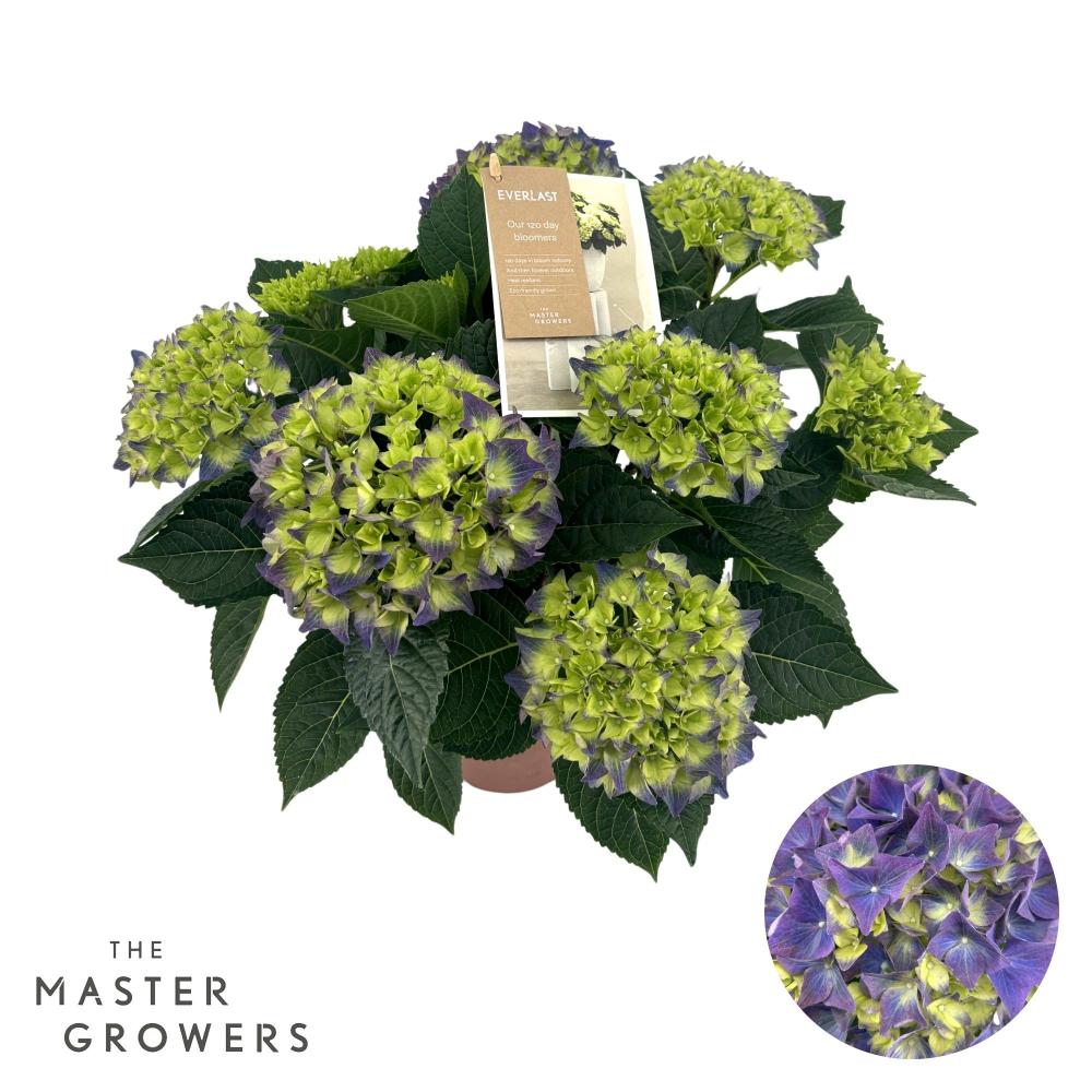 hydrangea