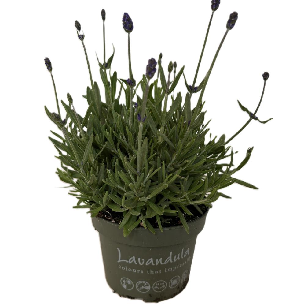 lavandula