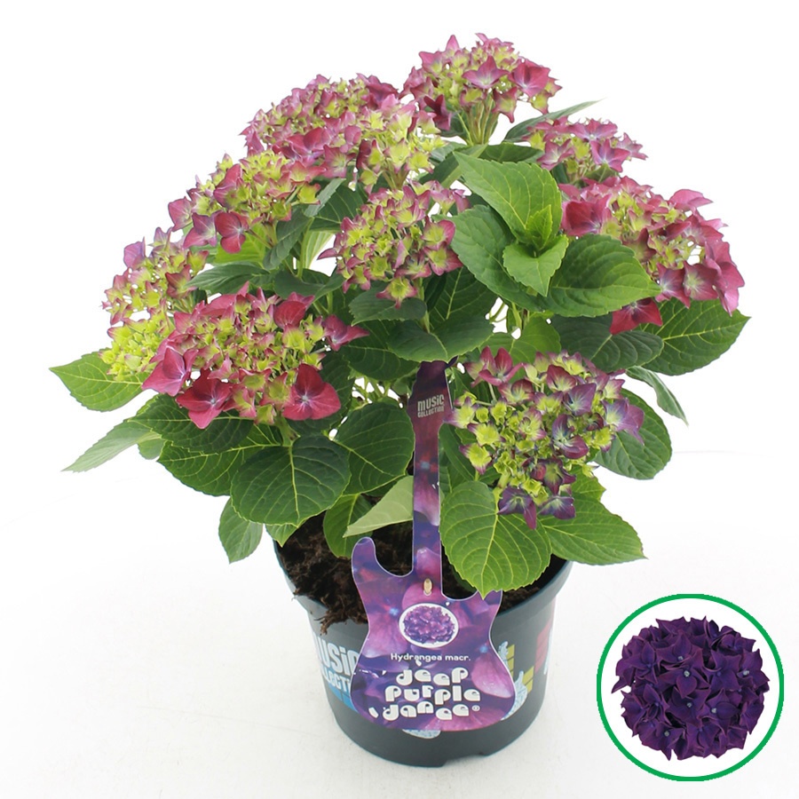 hydrangea