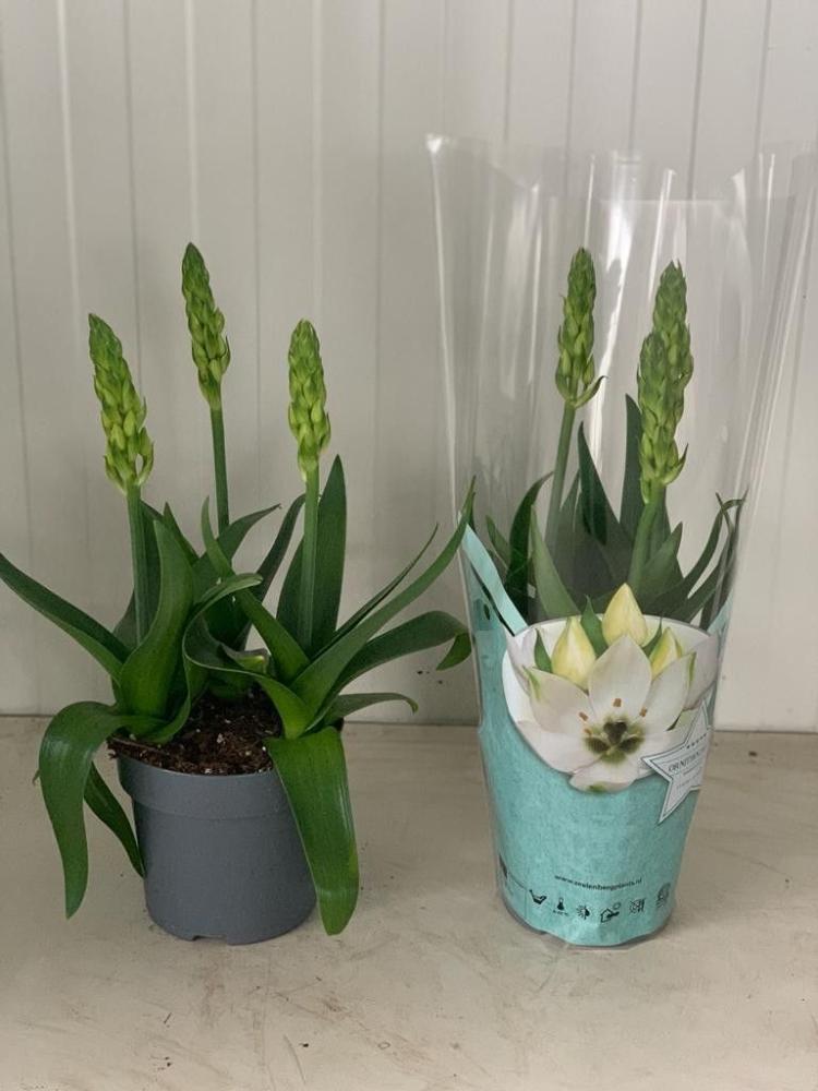 Ornithogalum