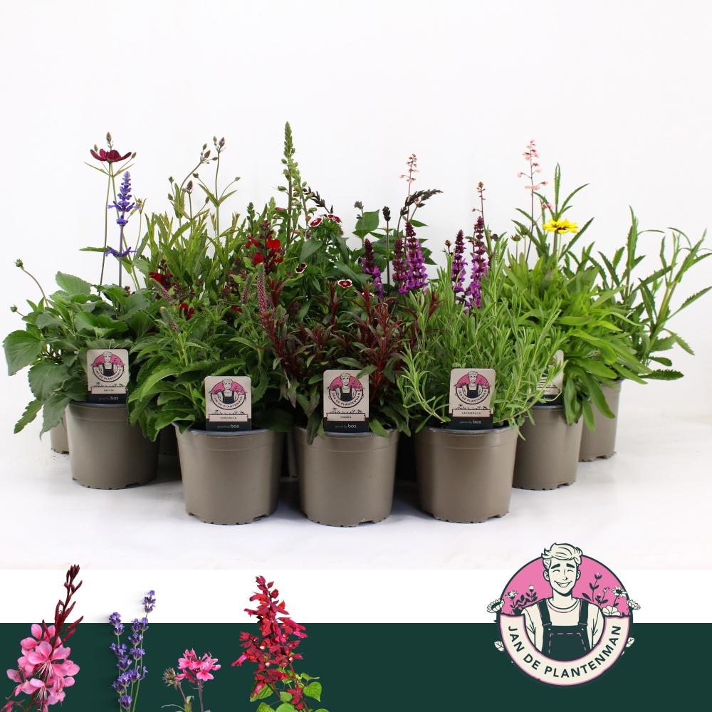 plantes mix