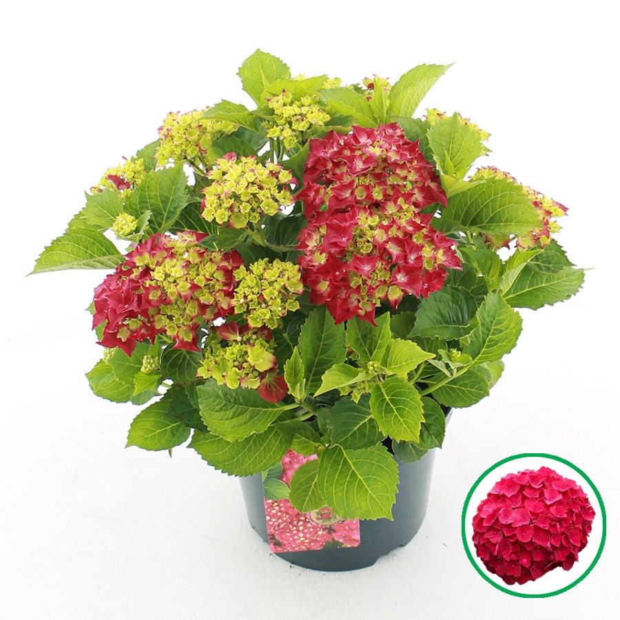 hydrangea