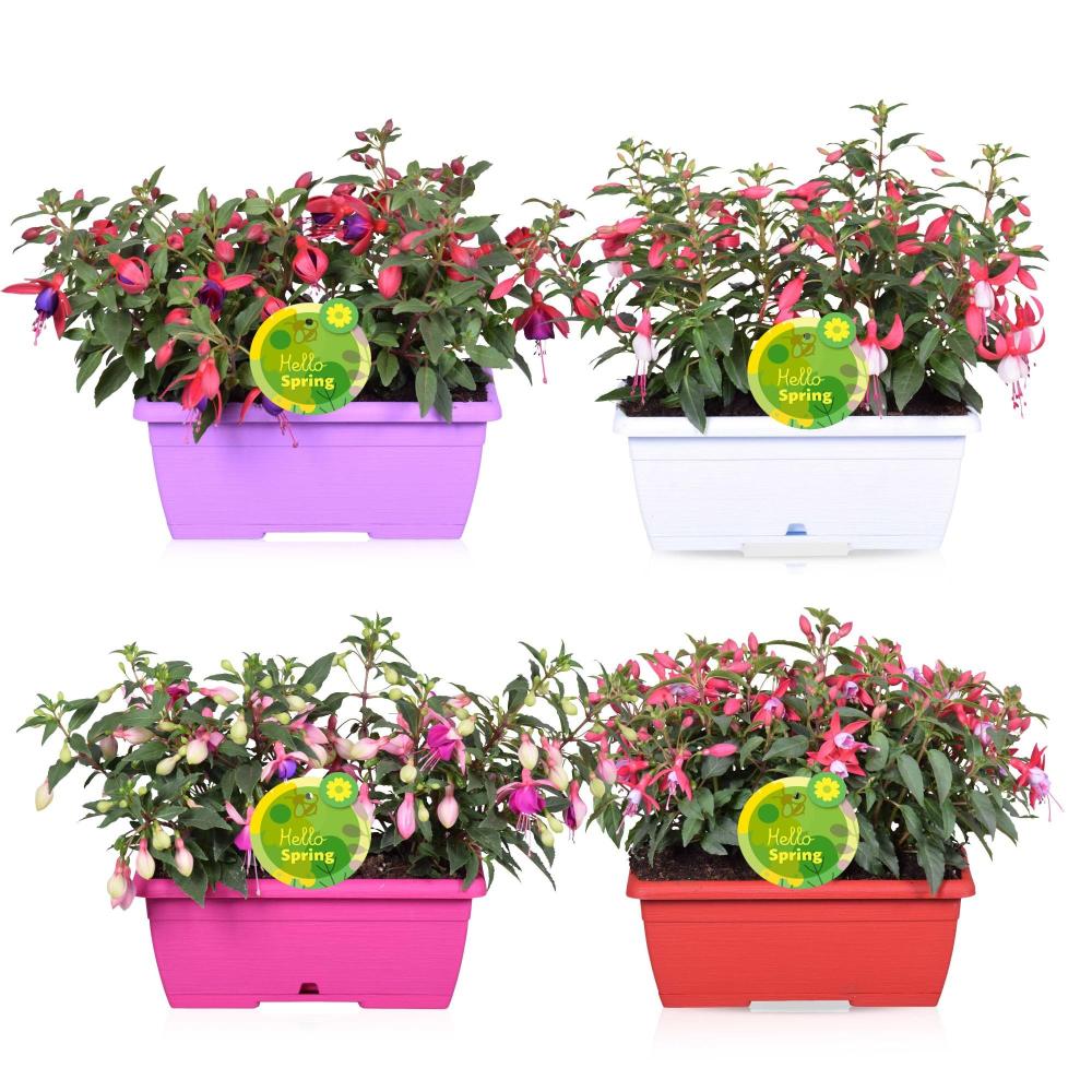 fuchsia