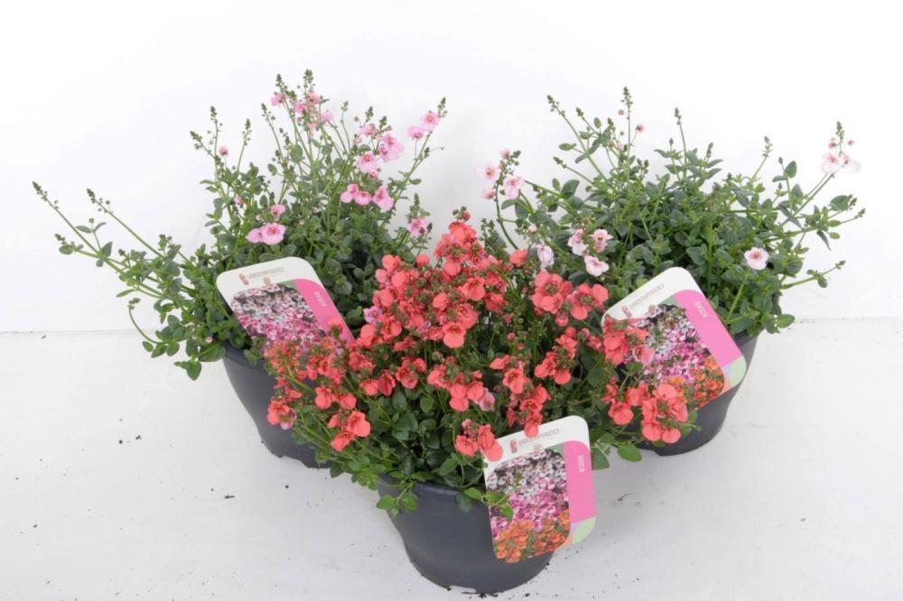 Diascia