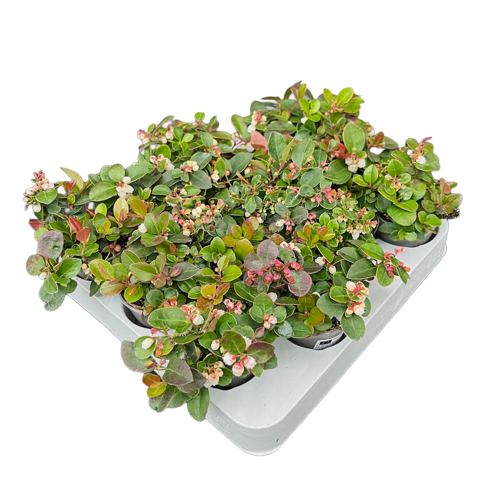 Gaultheria procumbens dots