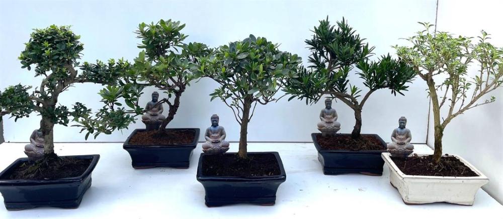 bonsai exterieur