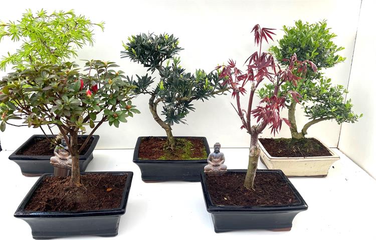 bonsai exterieur