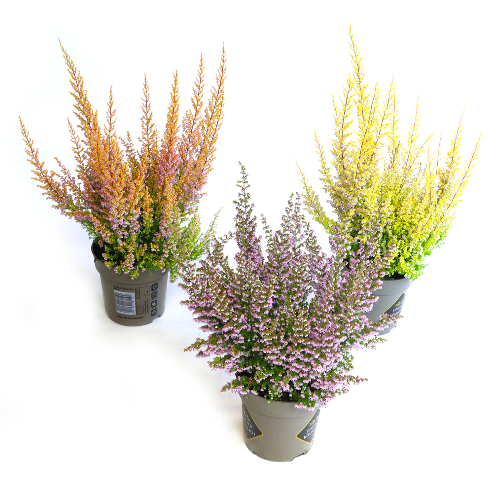 Erica sparsa