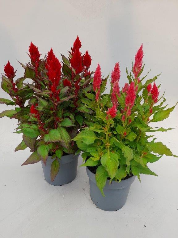 celosia