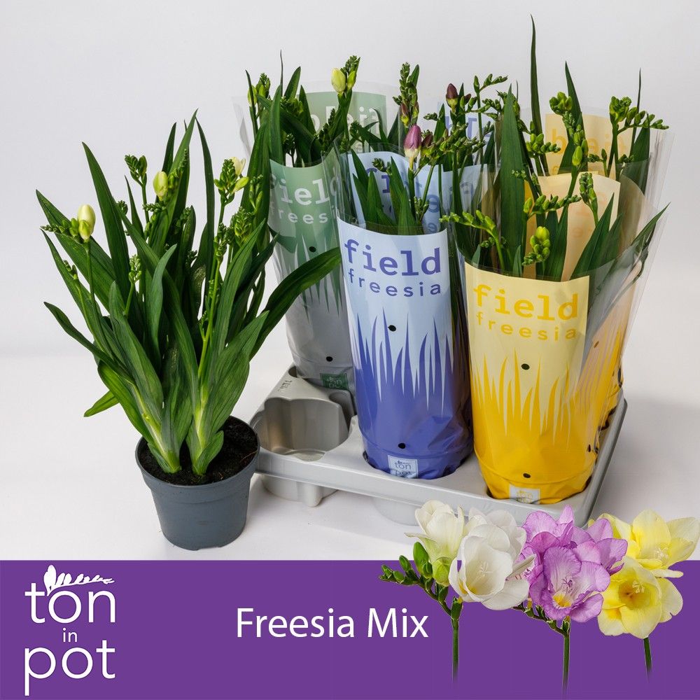 Freesia