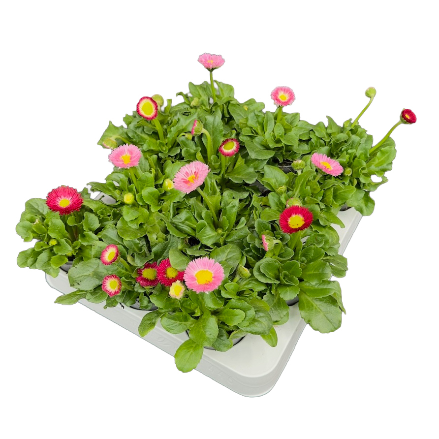 Bellis perennis