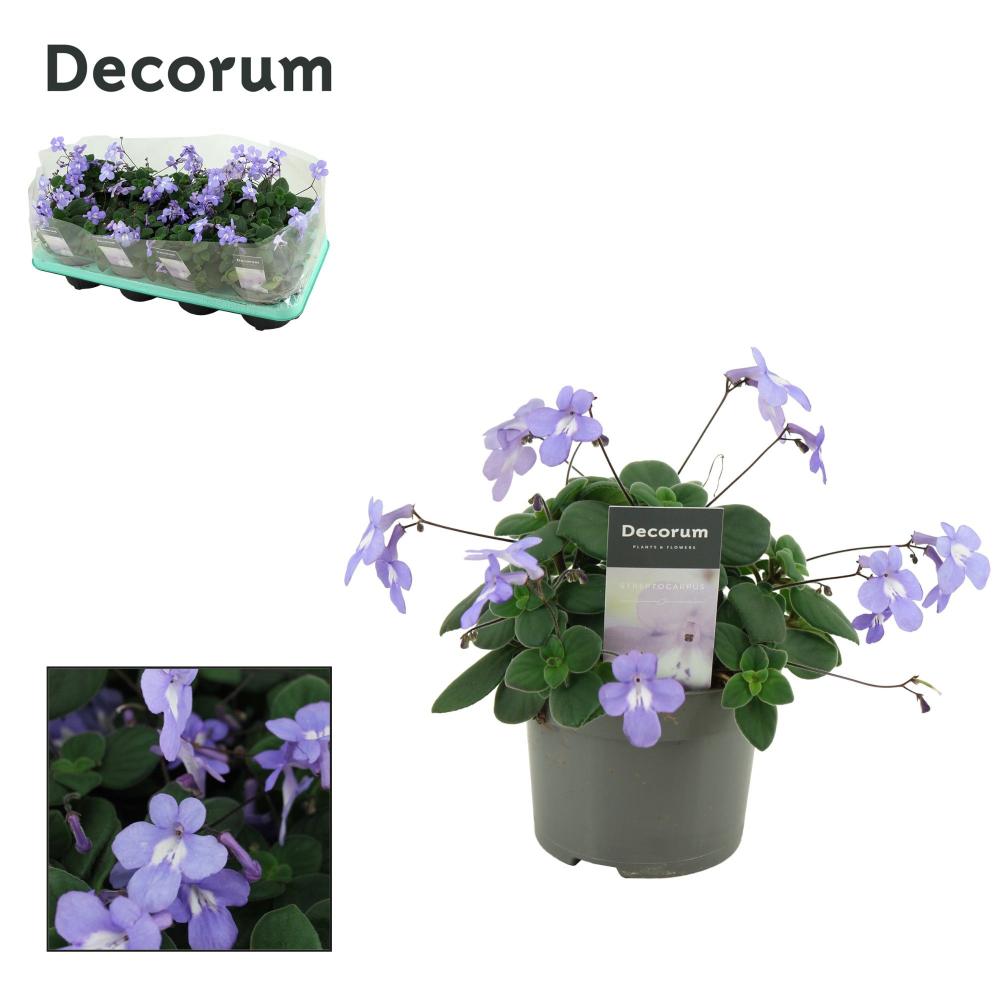 Streptocarpus