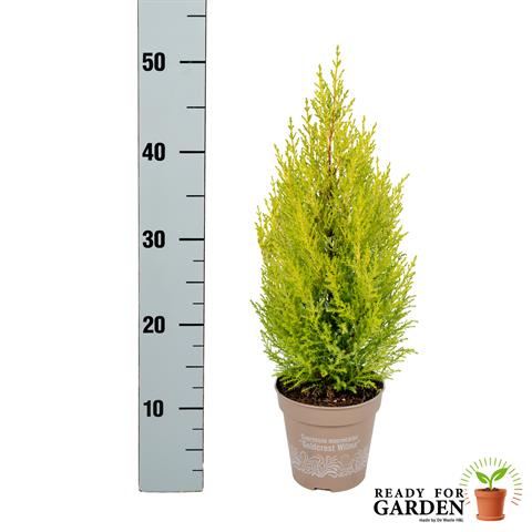 cupressus