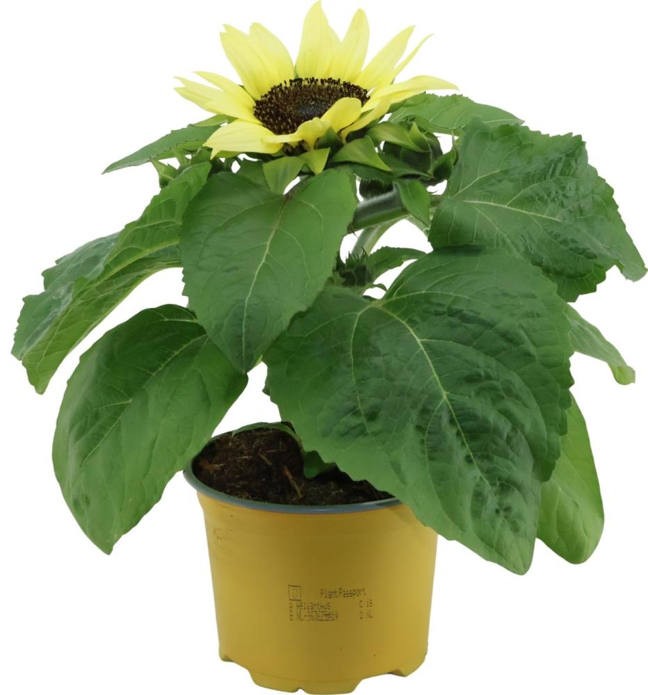 helianthus