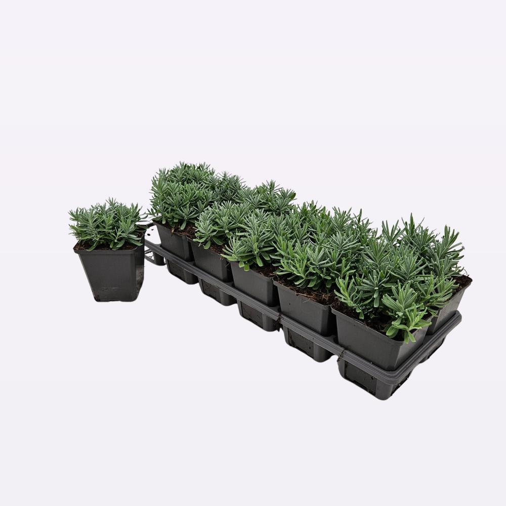 lavandula