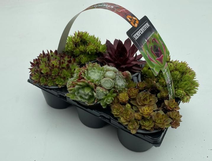 sempervivum