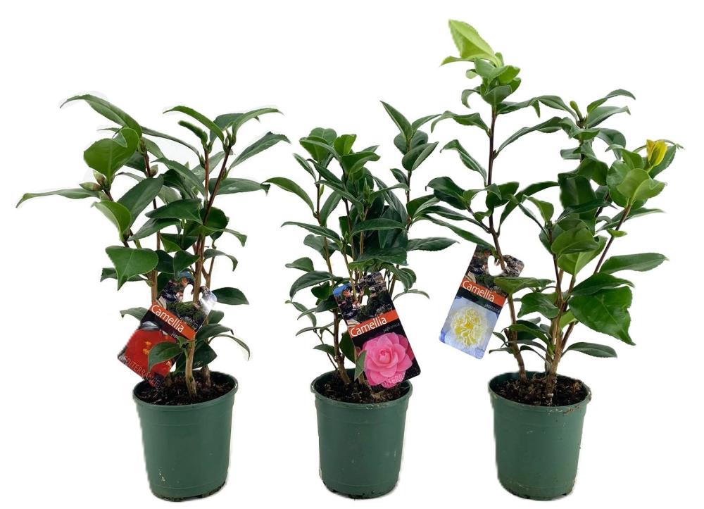 Camellia