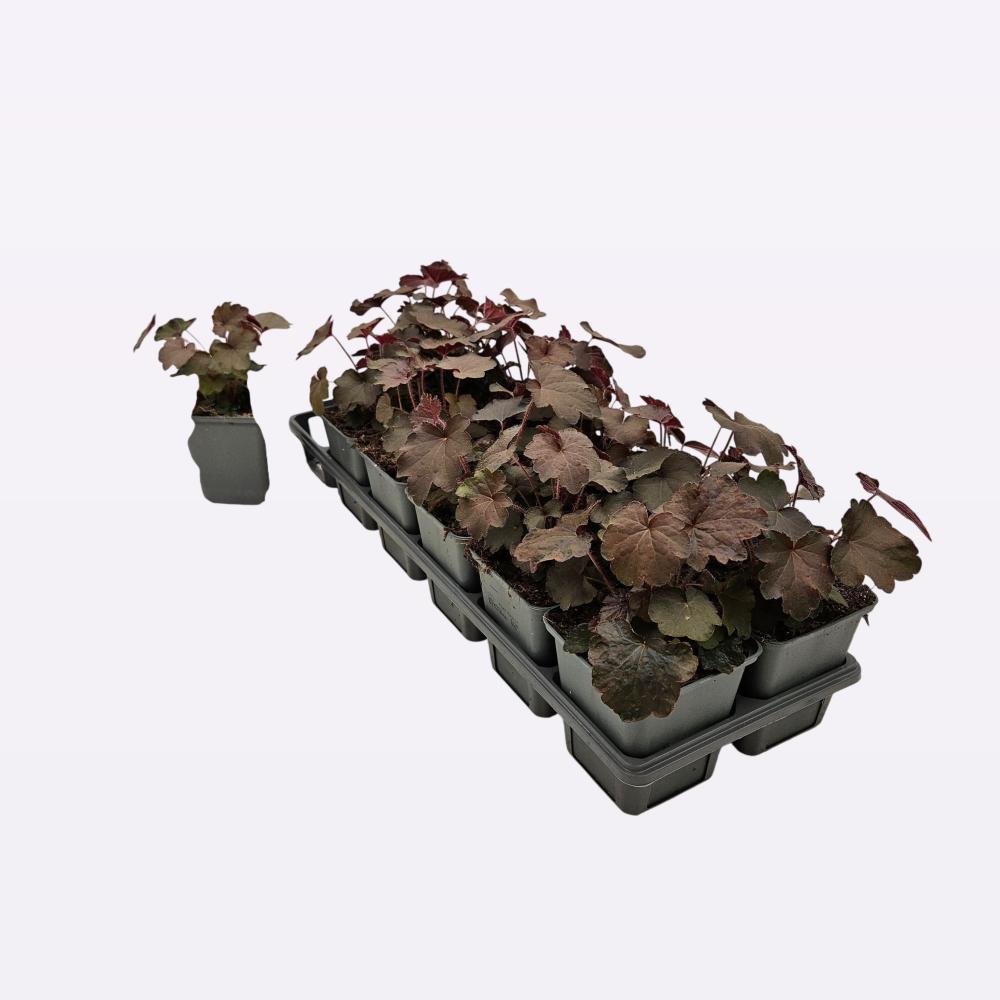 heuchera