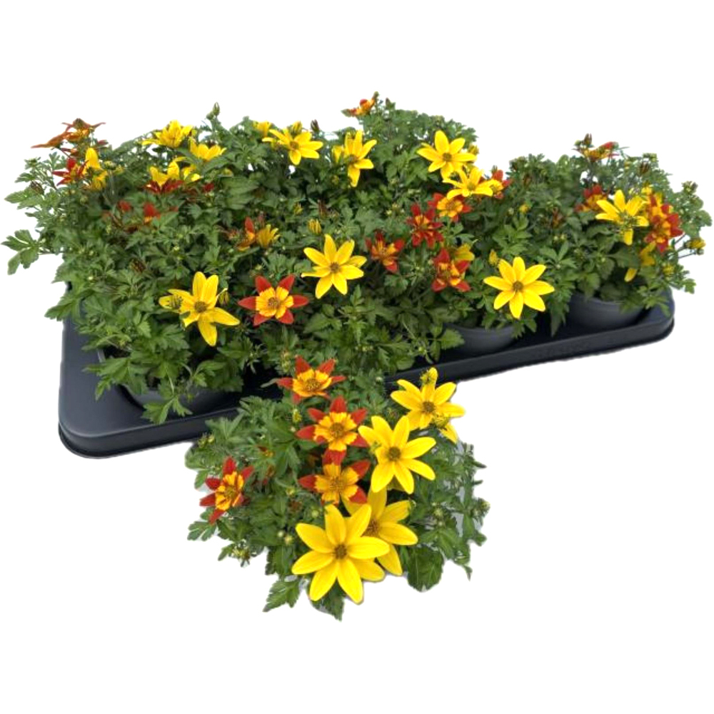 Bidens ferulifolia duo