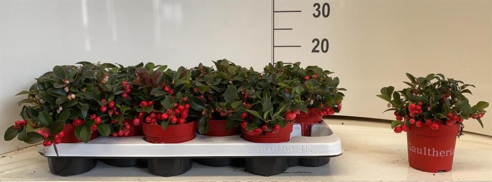 Gaultheria