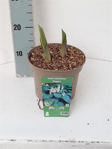 hosta