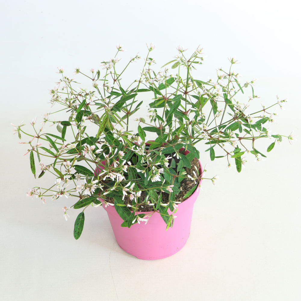 Euphorbia hypericifolia shades in pink