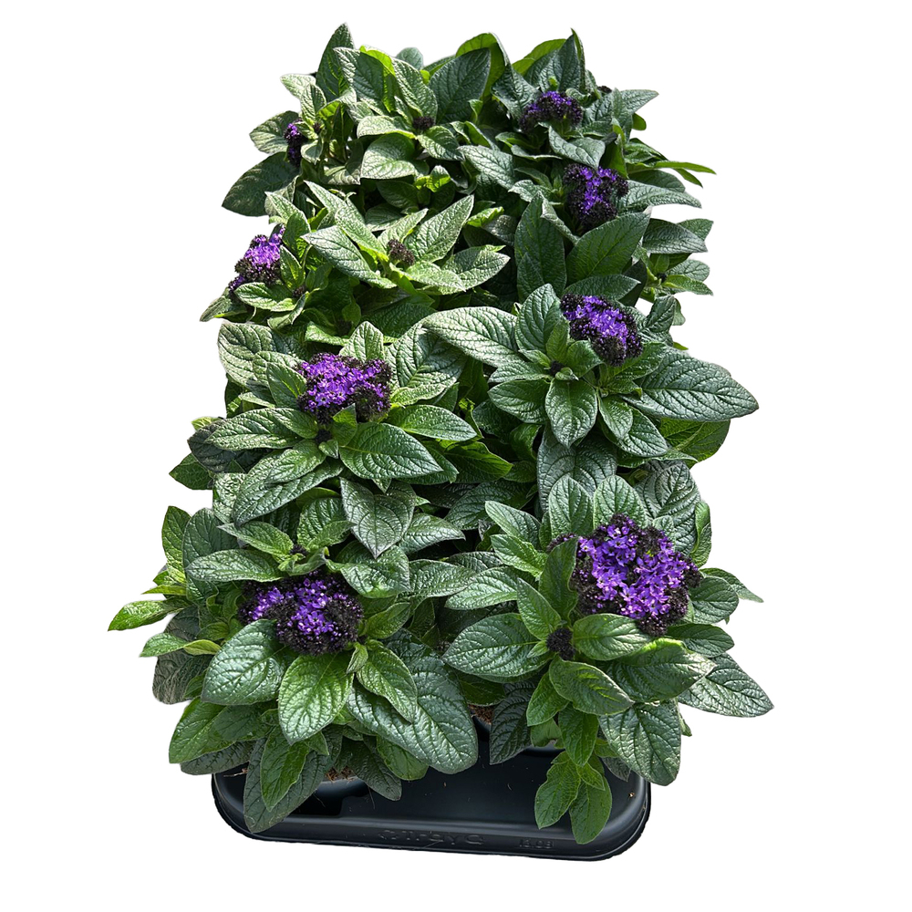 Heliotropium arborescens