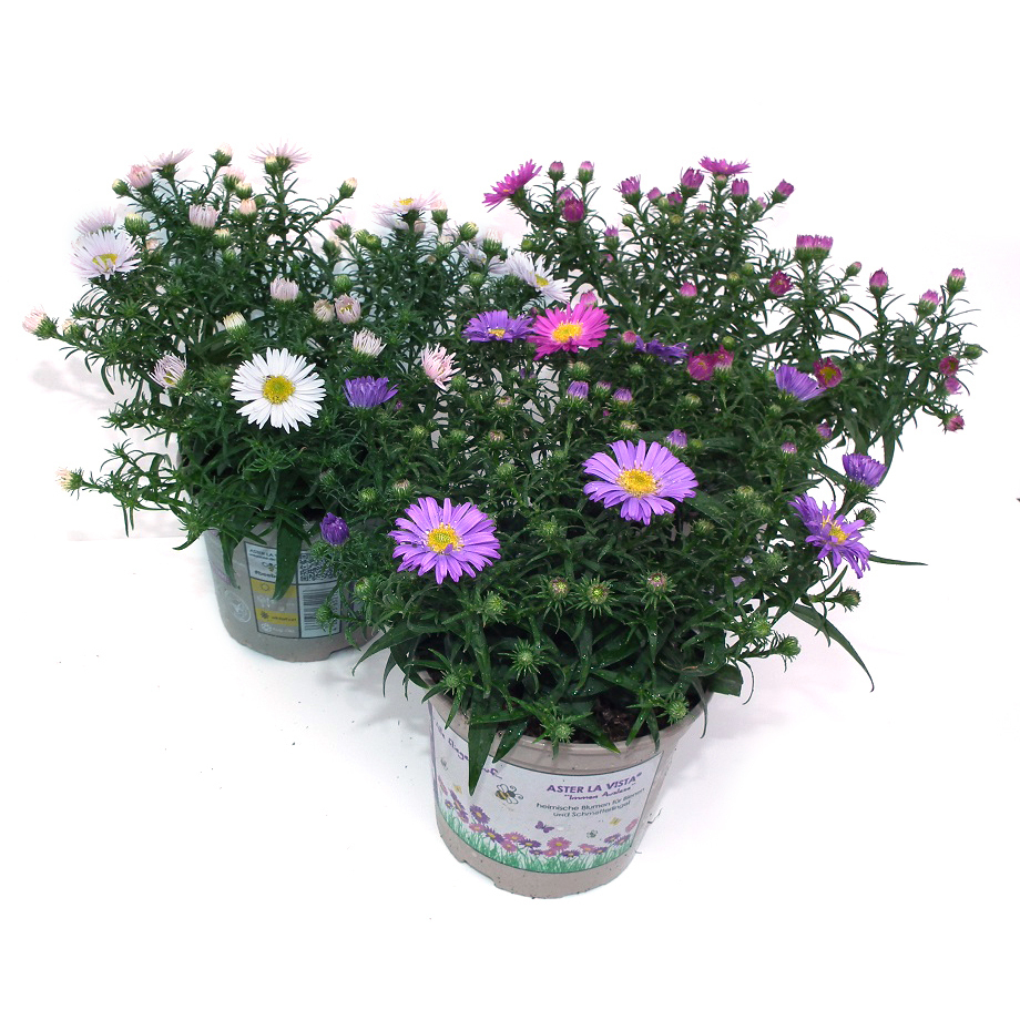 Aster dumosus aster la vista
