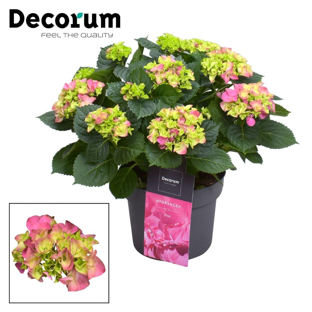 hydrangea