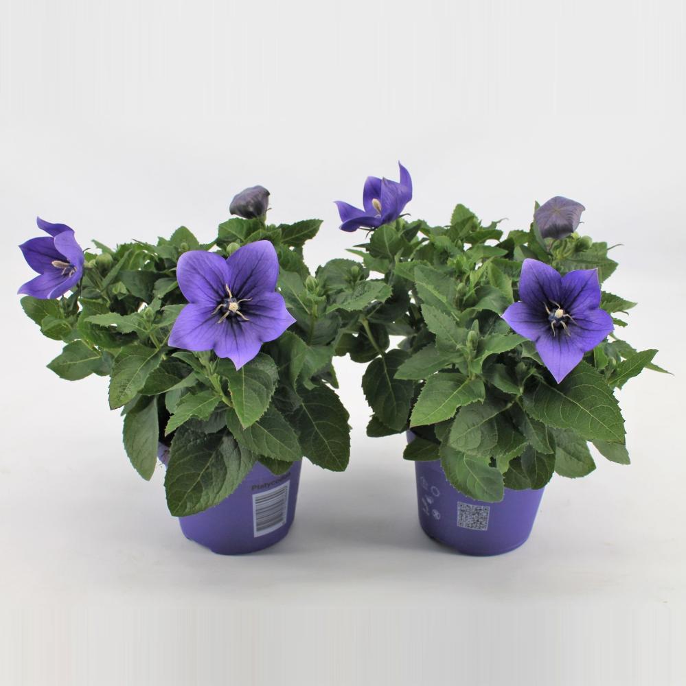 platycodon