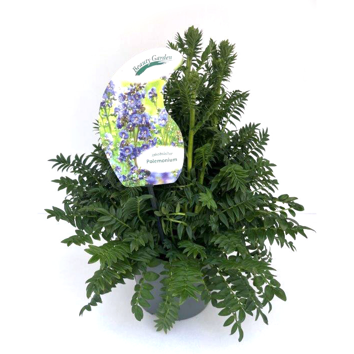 Polemonium caeruleum