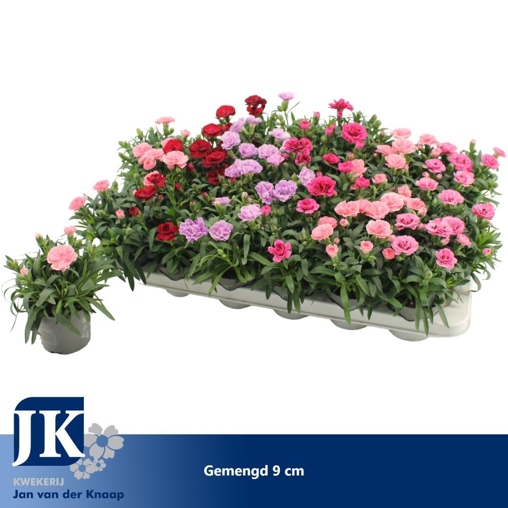 dianthus