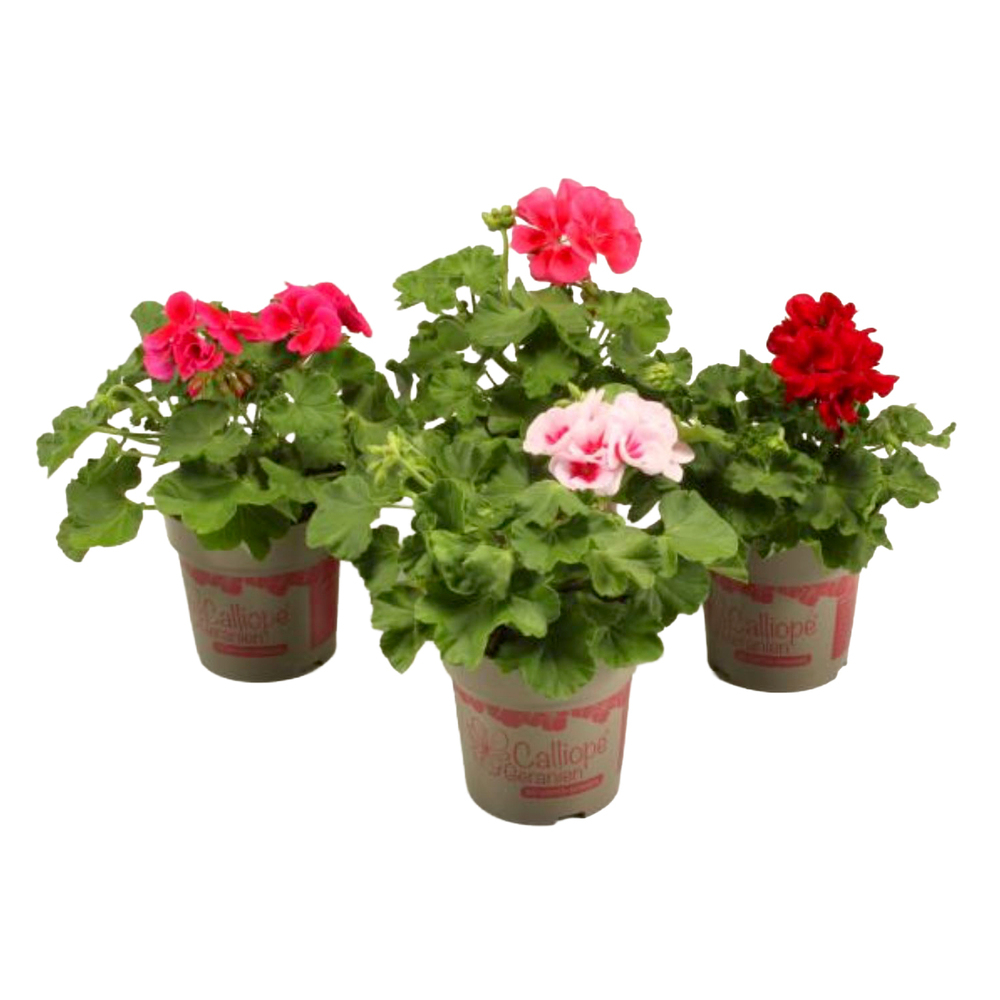 Pelargonium zonale x peltatum calliope