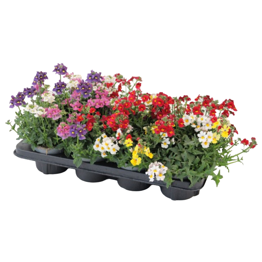 Nemesia sunsatia trio mio