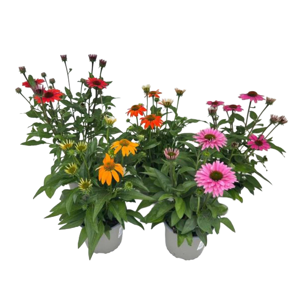 Echinacea