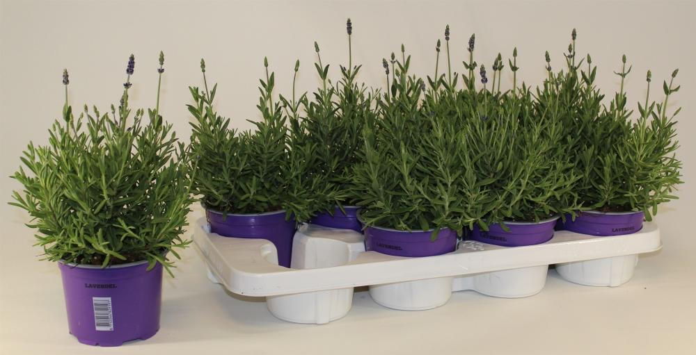 lavandula