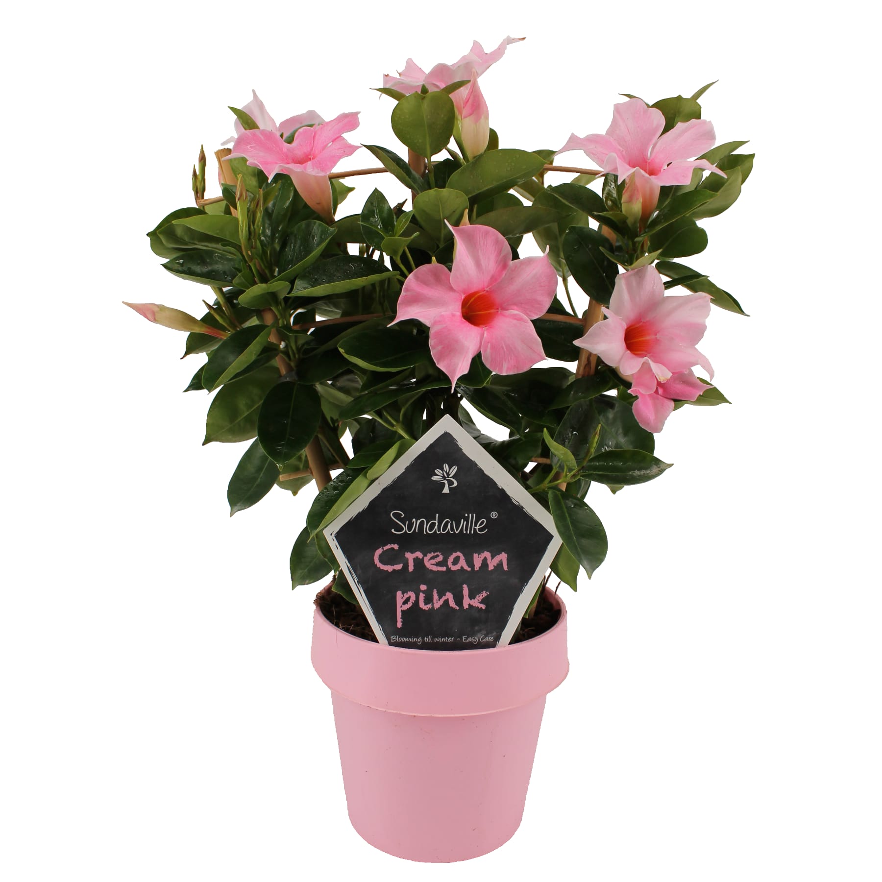mandevilla-dipladenia