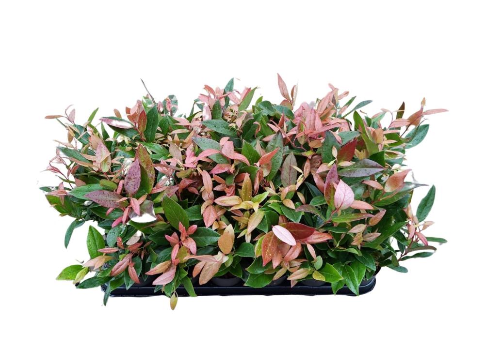 Leucothoe